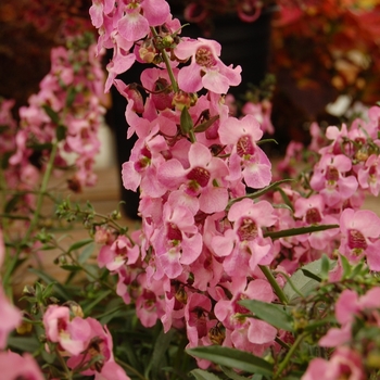 Angelonia augustifolia SunDancer™ 'Pink' (041285)