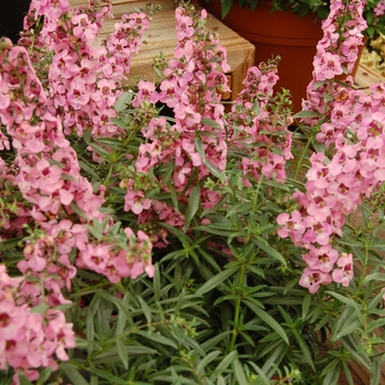 Angelonia augustifolia SunDancer™ 'Pink' (041286)