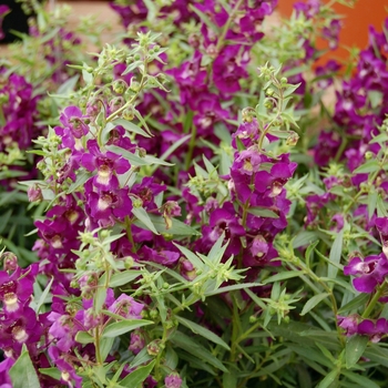 Angelonia augustifolia SunDancer™ 'Purple' (041288)