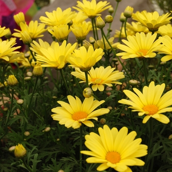 Argyranthemum frutescens 'Flutterby™ Yellow' (041314)
