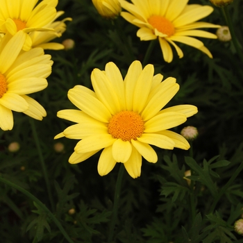 Argyranthemum frutescens 'Flutterby™ Yellow' (041315)