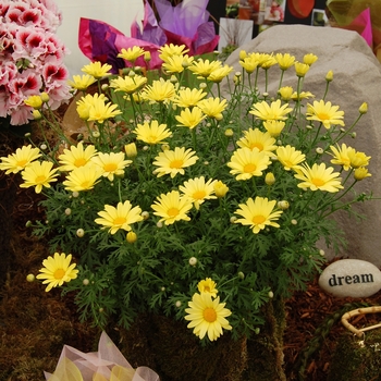 Argyranthemum frutescens 'Flutterby™ Yellow' (041316)