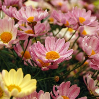 Argyranthemum frutescens 'Spring Bouquet' (041319)