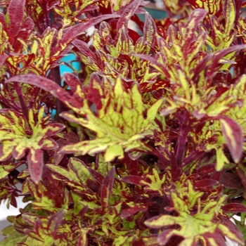 Coleus Stained Glassworks™ 'Witch Doctor' (041337)