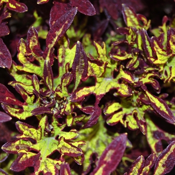 Coleus Stained Glassworks™ 'Witch Doctor' (041339)