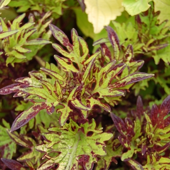 Coleus Stained Glassworks™ 'Witch Doctor' (041340)