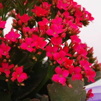 Kalanchoe 'Forever Midi Berry Pink' (041342)
