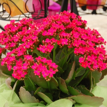 Kalanchoe 'Forever Midi Berry Pink' (041343)