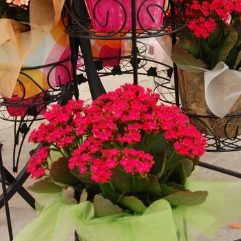 Kalanchoe 'Forever Midi Berry Pink' (041344)