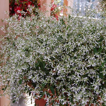 Euphorbia hypericifolia 'Silver Fog' (041385)