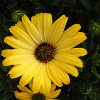 Osteospermum Summertime® 'Yellow' (041399)