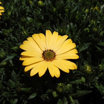 Osteospermum Summertime® 'Yellow' (041400)