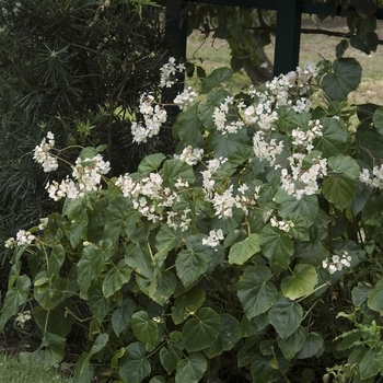 Begonia grandis 'Alba' (041424)