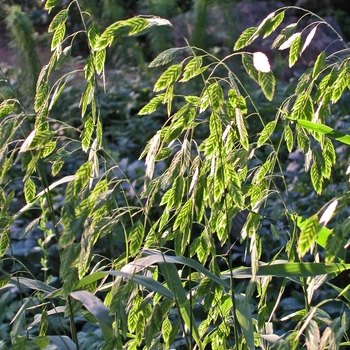 Chasmanthium latifolium '' (041430)