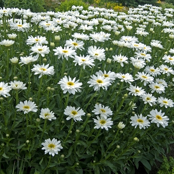 Leucanthemum x superbum 'Highland White Dream' (041552)