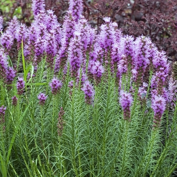 Liatris spicata 'Floristan Violet' (041553)