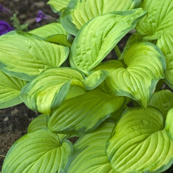 Hosta 'Stained Glass' (041636)