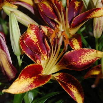 Lilium asiaticum Lily Looks 'Tiny Sensation' (041742)