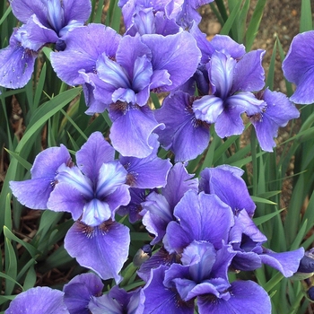 Iris sibirica 'Dreaming Spires' (041800)