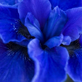 Iris sibirica 'Dreaming Spires' (041801)