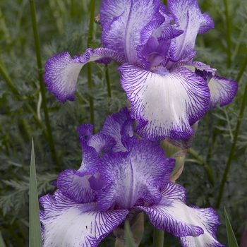 Iris germanica 'Autumn Circus' (041803)