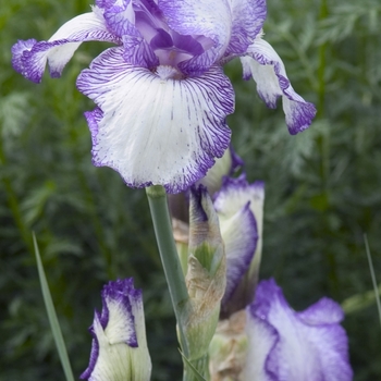 Iris germanica 'Autumn Circus' (041804)