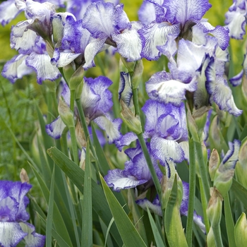 Iris germanica 'Autumn Circus' (041805)