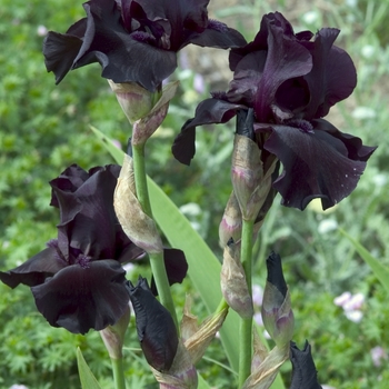 Iris germanica 'Before the Storm' (041807)