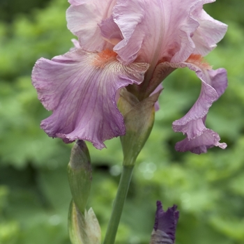 Iris germanica 'Jennifer Rebecca' (041811)