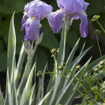 Iris pallida 'Variegata' (041815)