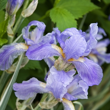 Iris pallida 'Variegata' (041816)