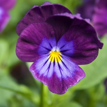 Viola x wittrockiana 'Purple Rain' (041918)