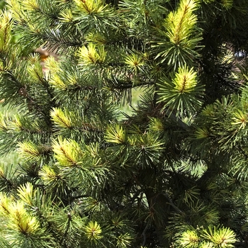 Pinus contorta 'Taylor's Sunburst' (042018)