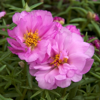 Portulaca grandiflora 'Sundial Pink' (042038)
