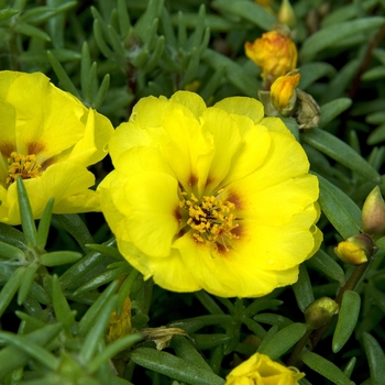 Portulaca grandiflora 'Sundial Yellow' (042039)