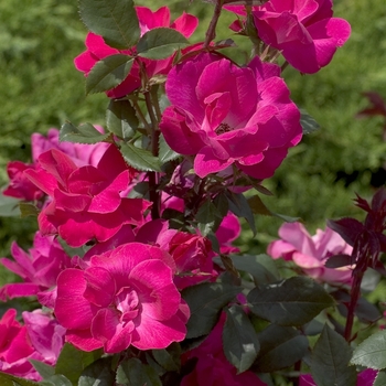 Rosa Knock Out® '' (042075)