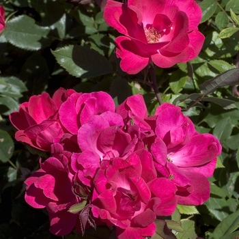 Rosa Knock Out® '' (042076)