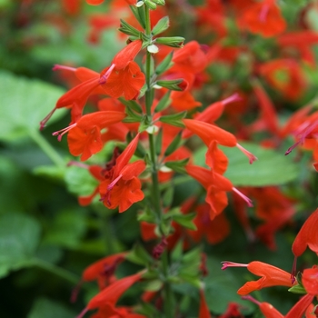 Salvia coccinea 'Lady in Red' (042103)