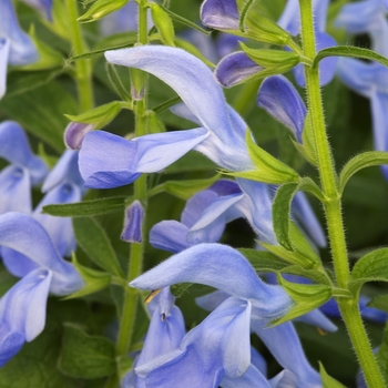 Salvia patens 'Patio Sky Blue' (042104)