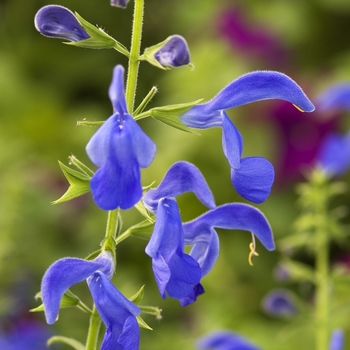 Salvia patens 'Patio Deep Blue' (042105)