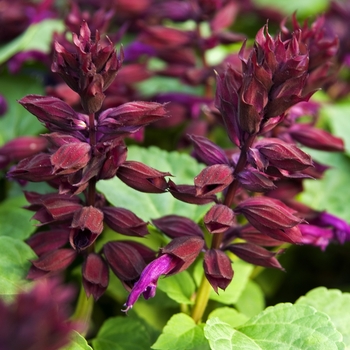 Salvia splendens Vista™ 'Purple' (042108)