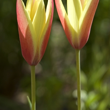 Tulipa 'Multiple Varieties' (042134)