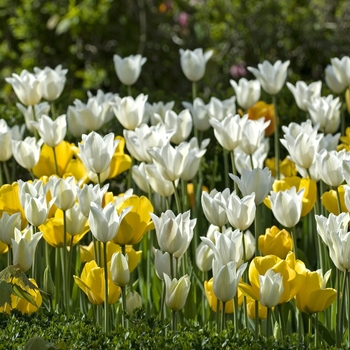 Tulipa 'Multiple Varieties' (042135)