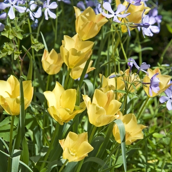 Tulipa 'Multiple Varieties' (042140)