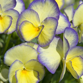 Viola cornuta 'Etain' (042145)