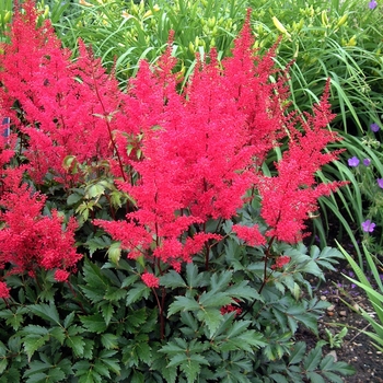 Astilbe japonica 'Red Sentinel' (042273)