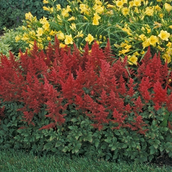 Astilbe japonica 'Red Sentinel' (042274)