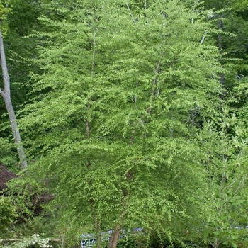 Betula nigra '' (042292)