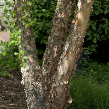 Betula nigra '' (042293)