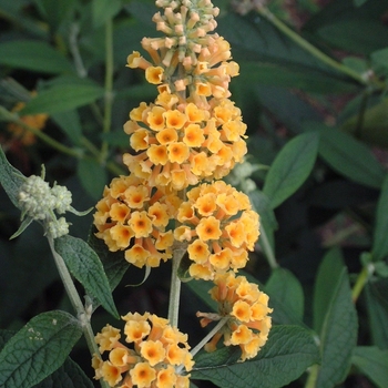 Buddleia x weyeriana 'Honeycomb' (042312)